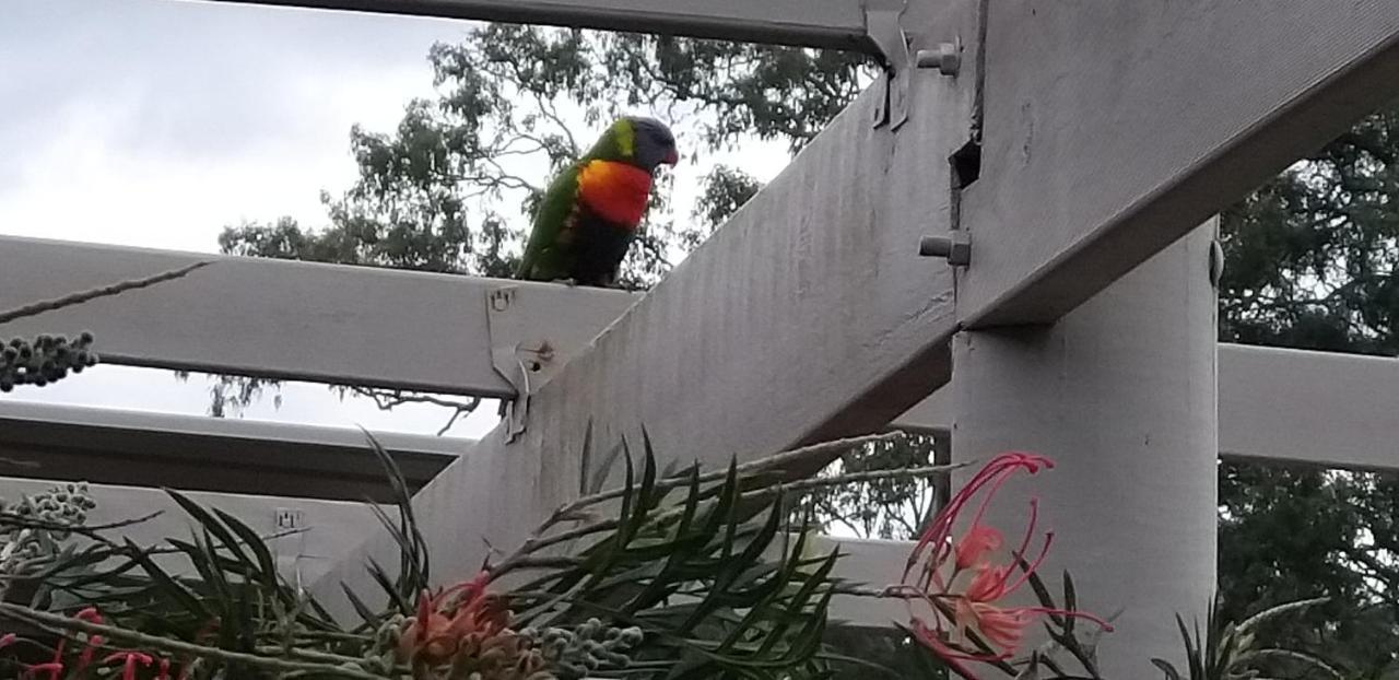 Taree Country Motel Bagian luar foto